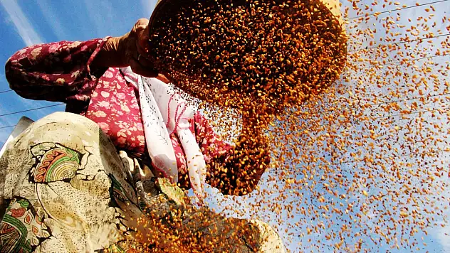 Altın susam hasadı başladı