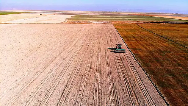 Hububat hasadında cücelik virüsü ile karşılaşmamak için çiftçilere ekim uyarısı