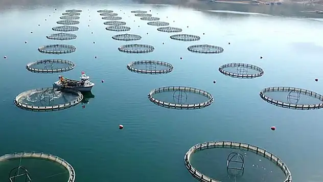 Türkiye istiridye yetiştiriciliğine hazırlanıyor