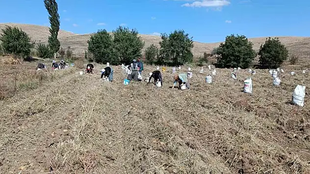'agria' cinsi patateste hasat başladı