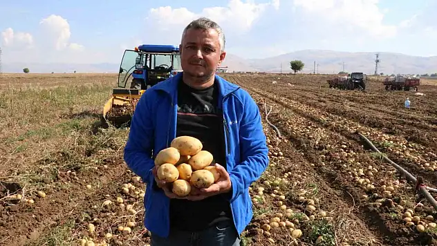 Patateste hasadın sonuna yaklaşıldı
