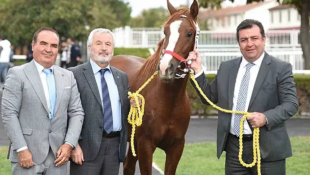 Safkan Arap tayı'na büyük talep