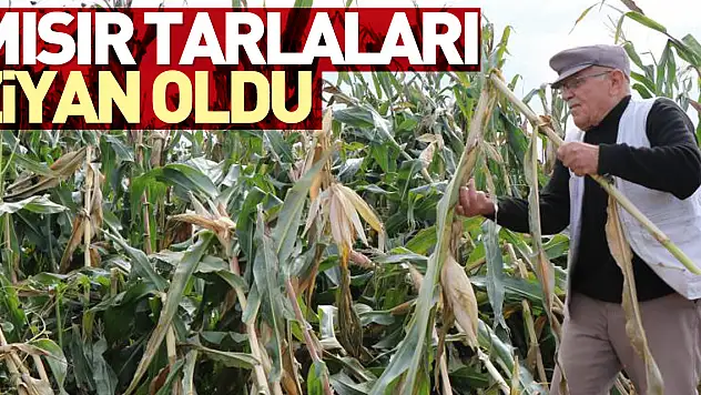 Mısır tarlaları ziyan oldu