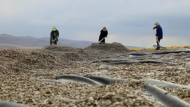 Çerezlik ayçiçeği üretim alanı genişliyor