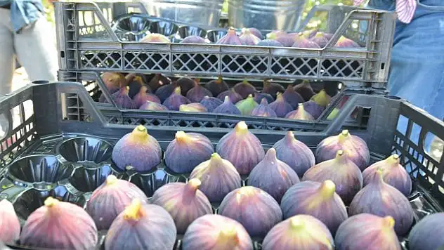 Rekolte düştü, fiyat arttı