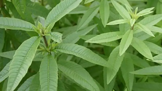 Limon otu ile birçok hastalığa deva