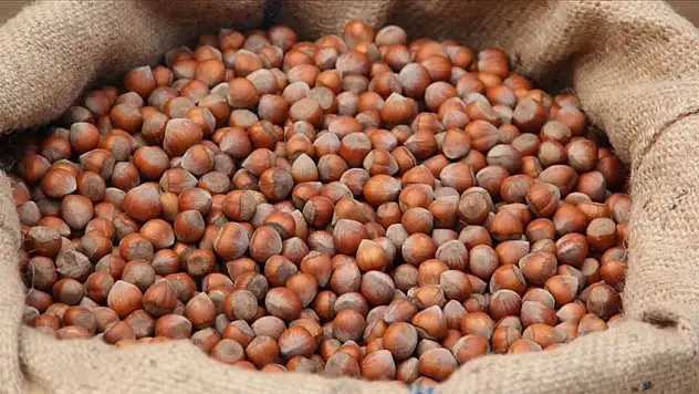 11 Ekim 2025 Fındık Fiyatları: Piyasada Durağan Seyir Devam Ediyor