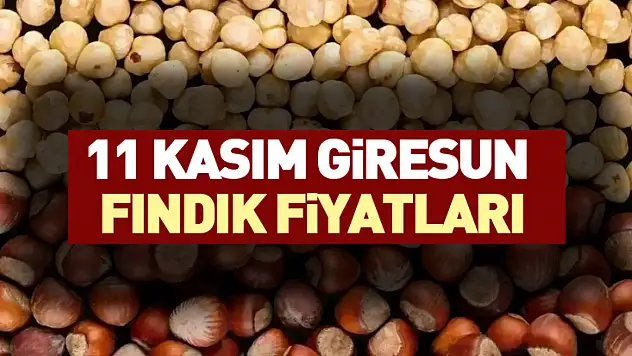 11 Kasım Giresun Fındık Fiyatları: Bugün Ne Kadar Oldu?