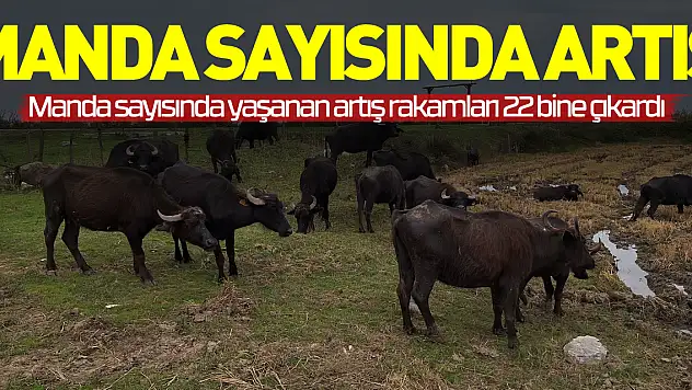 Manda Sayısında Artış