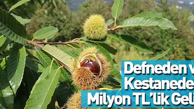 Kestane ve Defneden Milyon TL' lik Gelir