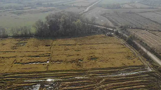 Düzce' de Siyah Pirinç Hasadı Başladı