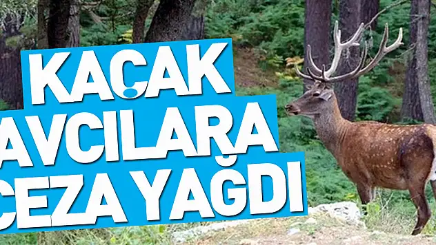 Kaçak  Avcılara  Ceza Yağdı