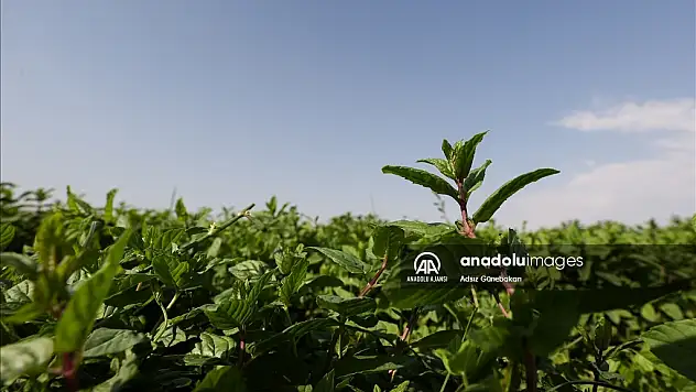 Nane İhtiyacının Yüzde 72'si Gaziantep Karşılıyor
