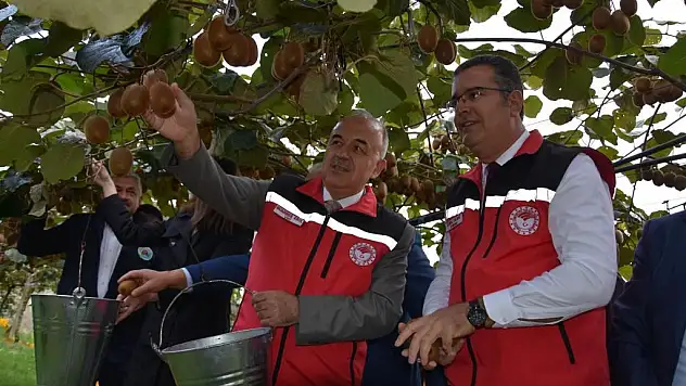 Kivi Hasatları Başladı