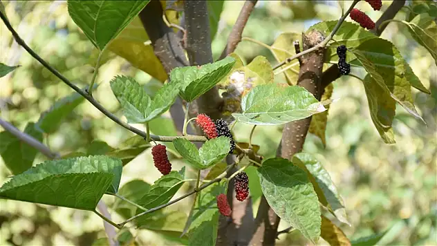 Dut ağacı sonbaharda meyve verdi