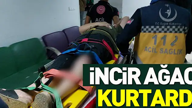 İncir Ağacı Kurtardı