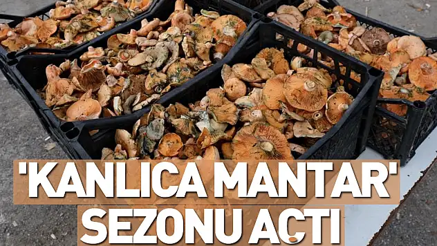 'Kanlıca mantar' sezonu açtı