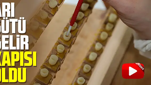 Arı sütü gelir kapısı oldu