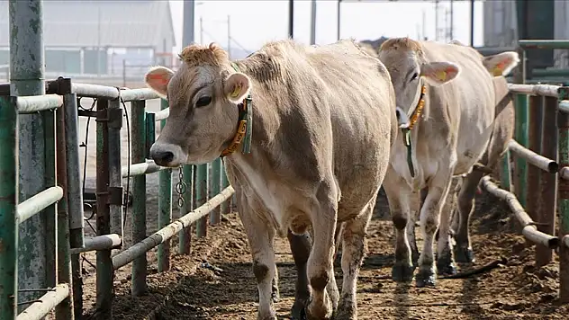 Depremzede damızlık sığır desteği