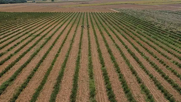 Genel tarım sayımı gelecek yıl başlayacak