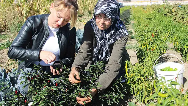 Topraktan Sofraya Üretim