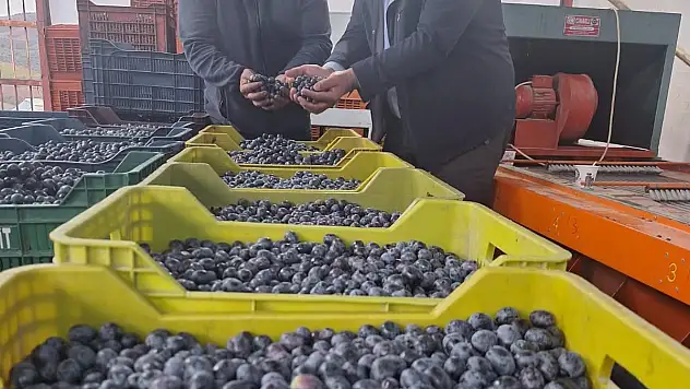 Zeytin Hasadı Başladı