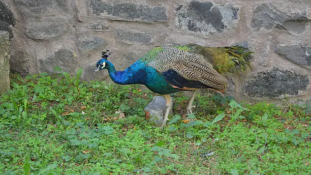 Tavus kuşunun süresi doluyor