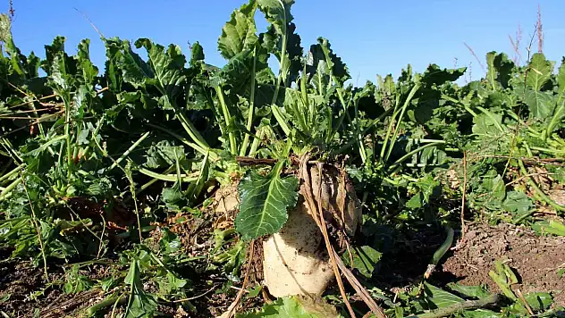 Şeker Pancarı Beklentileri Karşılayamadı