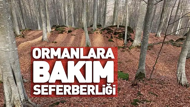 Ormanlara bakım seferberliği