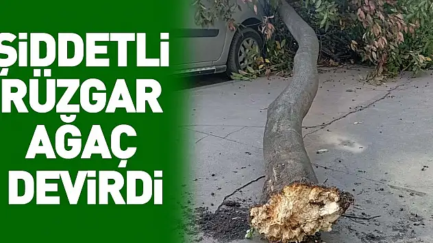 şiddetli  rüzgar  ağaç  devirdi