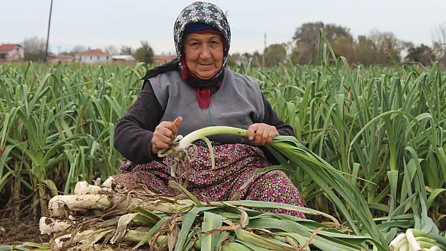 pırasa hasadına başladı