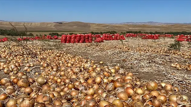 Soğan ekim alanlarının artması planlanıyor