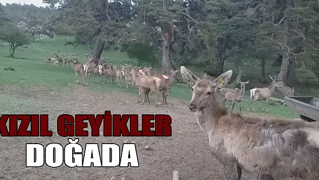 Kızıl geyikler doğada