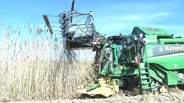 Kenevir ihracatında doping etkisi