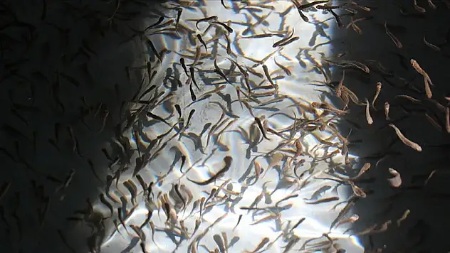 Erzincan'da balıkçılık yaygınlaşıyor