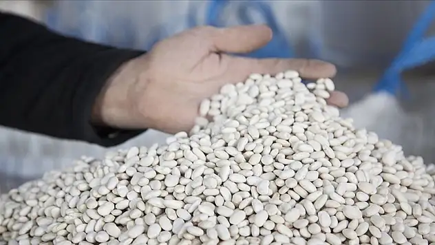 Bitlis'te 20 bin ton kuru fasulye hasadı yapıldı