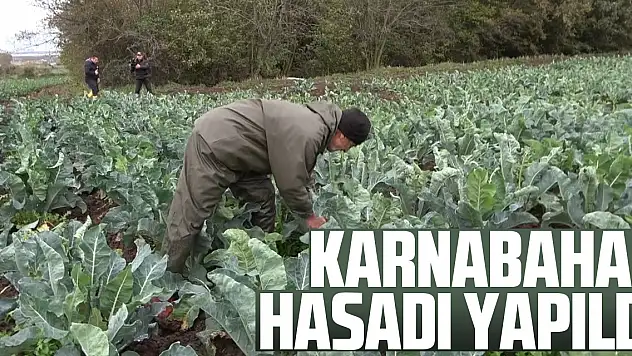 Karnabahar hasadı yapıldı