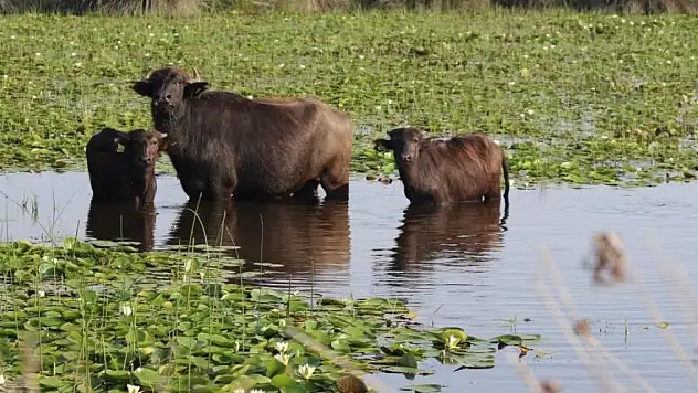 Bu proje ile süt ve manda artık daha verimli olacak