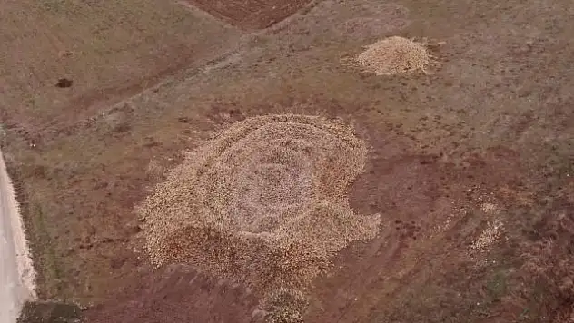 Şeker pancarları tarlada satılmayı bekliyor