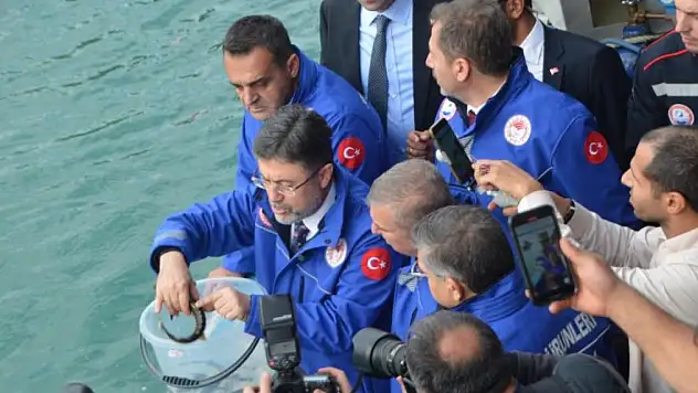 Sinop'ta 11 bin Mersin balığı denize salındı