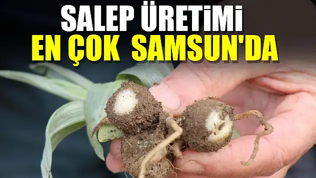 Salep üretimi en çok  Samsun'da