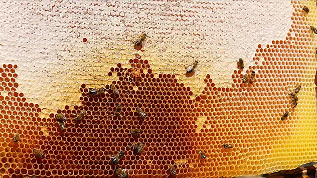 10 aylık bal ihracatı arttı