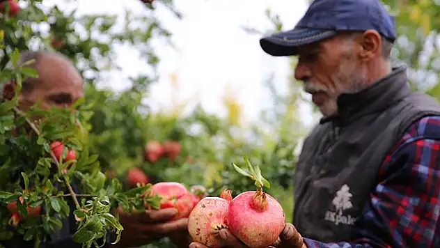 Karaz narı tanıtılacak
