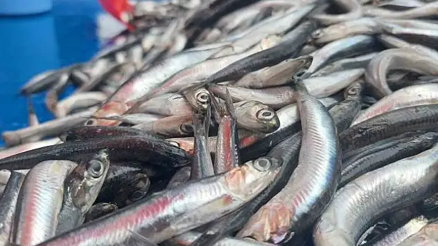 Fırtınadan kaçan hamsiler Tekirdağ'da