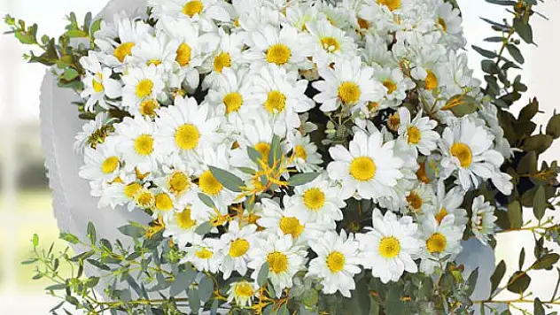 Papatya satışı 28 kat arttı