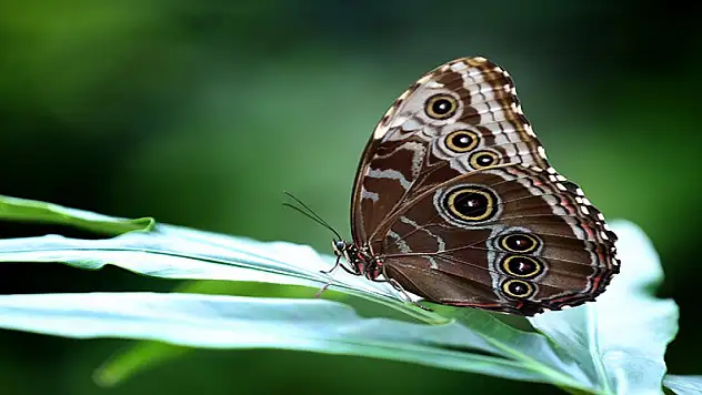 Konya Tropikal Kelebek Bahçesi ilgi çekmeye devam diyor