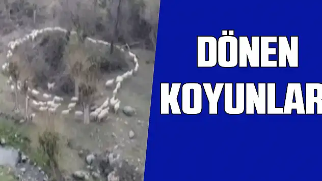 Dönen koyunlar!