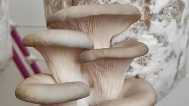 Kahve telvesi kullanılarak yerli mantar tohumu