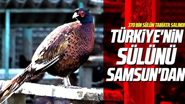 Türkiye'nin sülünü Samsun'dan
