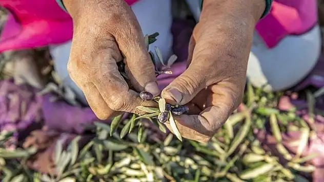Tunus'ta kuraklık zeytine vurdu